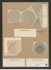 Coscinodiscus apiculatus Ehr. (de-Toni-Nr.: Genus 202, Species 5078) Zeichnungen Sammlung Grunow Nr. 8828 (NHMW-BOT-W0378447)